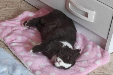 It's nap time somewhere