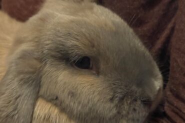 New bunnies