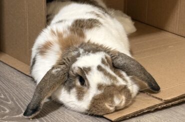 A bun doing bun things