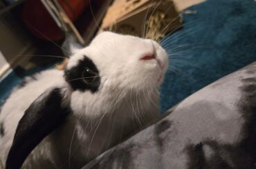 oreo our sweet little trouble maker