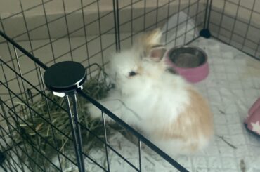 I’m a new owner does my bunny look healthy