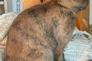 Help me determine my rescue bunnies breed!