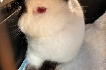 I can’t tell if my bunny hates me or not.