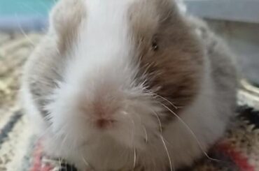 Baby bun loaf 🍞🐇
