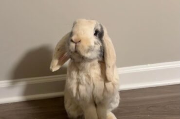 Treats? I sense you have treats