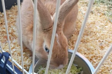 New rabbit need advice (pls read body)