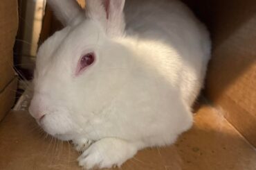 Bunny bites me only when on MY bed