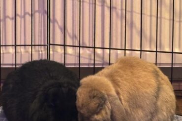 Bunnies might have unbonded