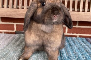 we picked out our adoptee today! meet Chamomile :3
