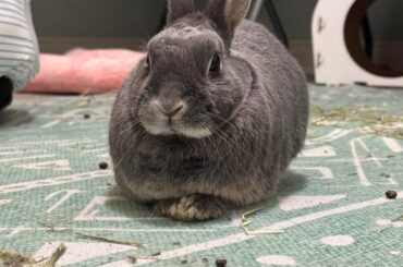 Any advice for potty training an older bun?