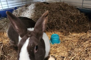 Male rabbit creating a big pile of dry compact hay
