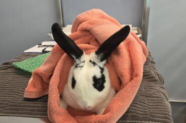 oreo at the vet for his rhdv vaccine, had to burrito him because he was trying to run away 😂🥺