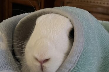 Can buns eat paprika?