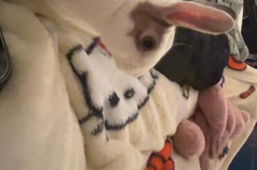 Saving money to get him neutered ( look at desc)