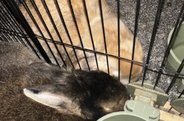 Help, trying to get my buns to bond