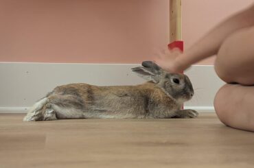 Biscuit the bun