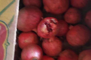 Bunson may have discovered the pomegranates. How worried should I be?