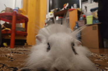 What happens when you leave your husband alone with your bunny