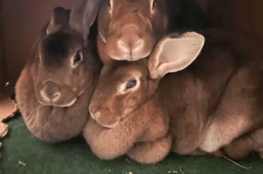 The return of the box buns.... I feel like I interrupted their cuddle.