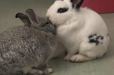 My bunnies always do this weird thing where they’re SO close but aren’t grooming each other or sitting down or anything for an awkwardly long amount of time, does anybody’s else’s bunnies do the same?