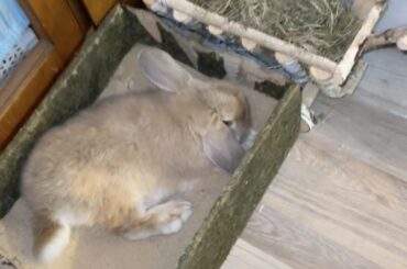 Exhausted after too much digging 🪿