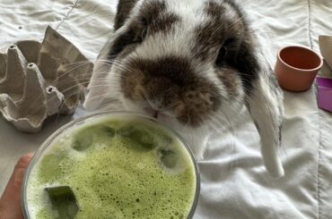 Miso wants matcha greens