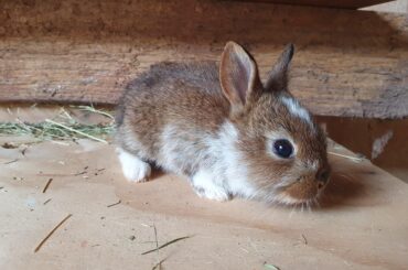 So tiny, so cute