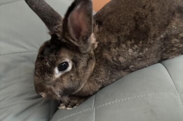 Whats the vet situation for rabbits?