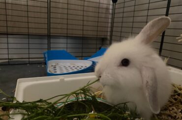 How old is this rabbit/ what type is it?