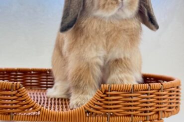 Any tips for bonding with my bunny
