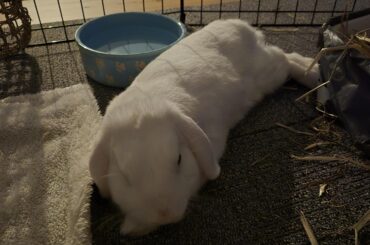 Deathly afraid of picking bunny up