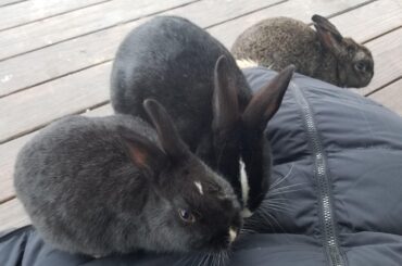 Oh no, the bunny swarm has invaded our porch!