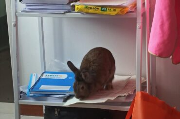 Bun gets what bun wants😂