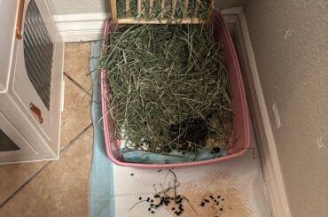 I’m having trouble with my already potty trained rabbit.