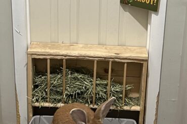 What toys does your bun have?