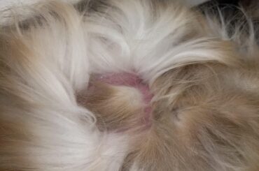 Advice pls - Accidentally overgroomed my rabbit and now she has skin patches