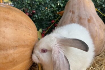 My little bun has preparing for the Halloween