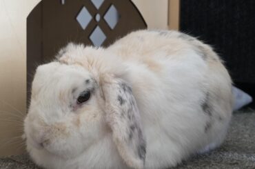 My Bun Bun