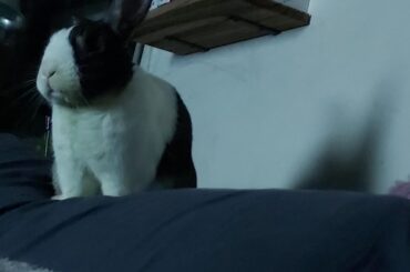 Bunjamin looming ominously over me as I get ready for bed