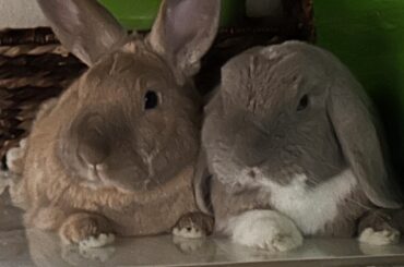 Happy International Rabbit Day