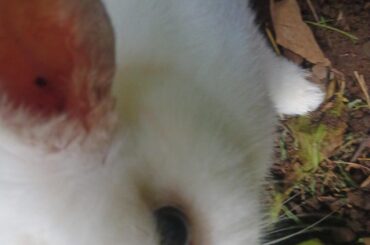 Update of the inner ear of my boy