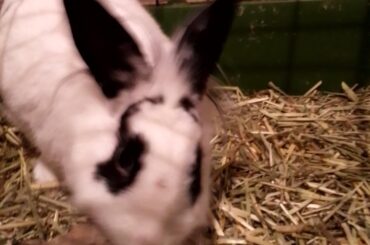 Miss Oreo Bunny. (Destroyer of Cupcakes)!!