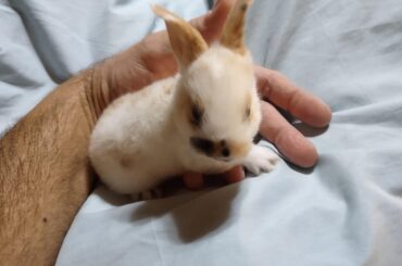Baby Bunny