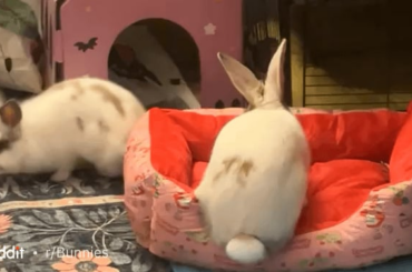 Two males introduced and they are seeming to be okay (READ DESC)