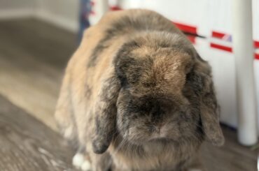 Holland Lop drinking an excessive amount lately
