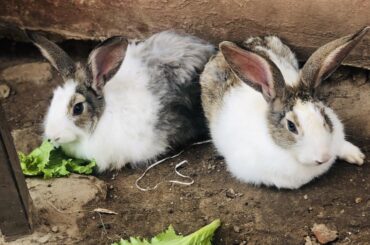 Super Cute Bunnies 🐰 For Everyone To Enjoy! I have the cutest bunnies indeed 😍