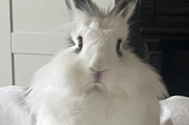Moo wondering why he can’t have 3rd dinner