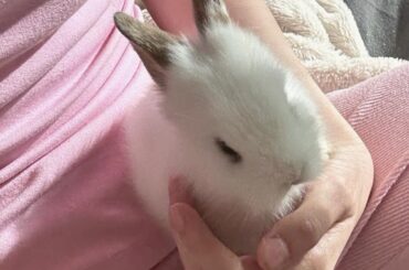 Look how small my baby bunny is😭💗