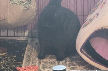 Chunk