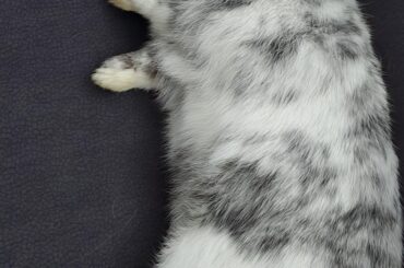 Sleep after some snacks